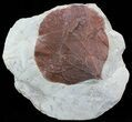Fossil Leaf (Zizyphoides flabellum) - Montana #52242-1